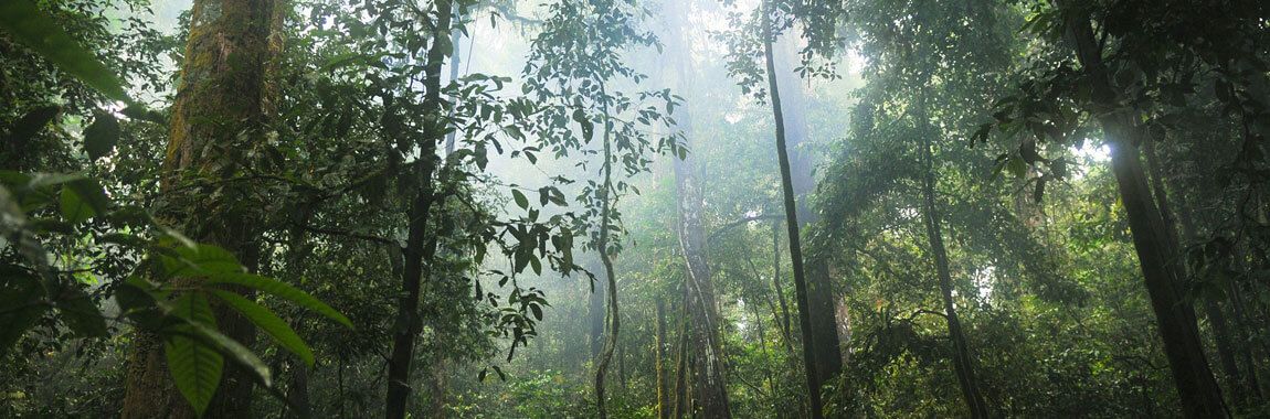 Floresta da Tijuca - Rio de Janeiro, Brasil