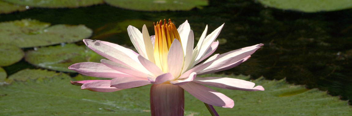 Botanischer Garten Rio de Janeiro, Brasil