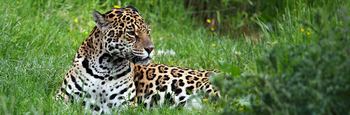 Rundreise-Brasilien: Der Jaguar - stolzer Jäger Brasiliens  derJaguar