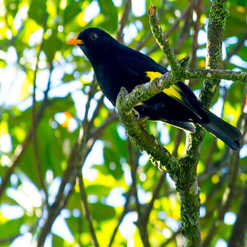 Tijuca Nationalpark - Rio de Janeiro, Brasil