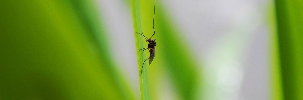 Alle wichtigen Infos rund um Reiseimpfungen und Maßnahmen gegen Dengue Fieber, Gelbfieber und Malaria