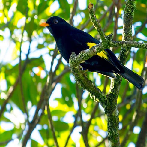 Tijuca Nationalpark - Rio de Janeiro, Brasil